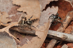 Stenaelurillus albus