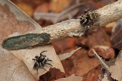 Stenaelurillus albus