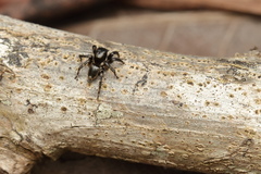 Stenaelurillus albus