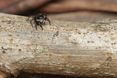 Stenaelurillus albus