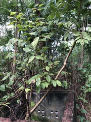 Spathodea campanulata