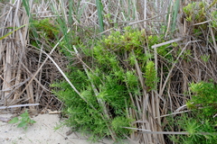 Nidorella foetida