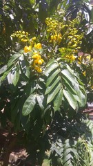 Senna viarum