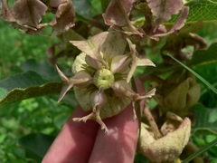 Pachycarpus appendiculatus