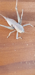 Thyreonotus bidens