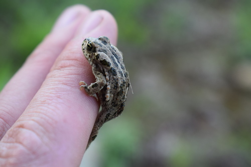 Variable Toad
