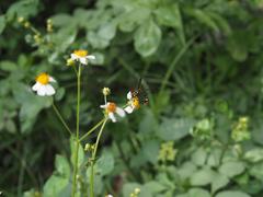 Phimenes flavopictus formosanus