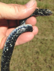 Coluber constrictor anthicus