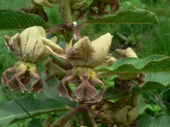Pachycarpus appendiculatus