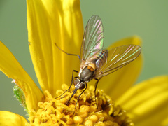 Neacreotrichus consors