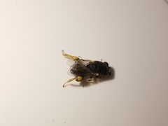 Brachymeria tibialis