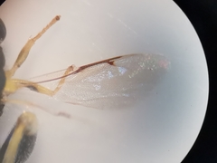 Brachymeria tibialis