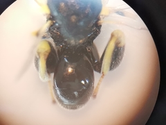 Brachymeria tibialis