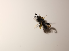 Brachymeria tibialis