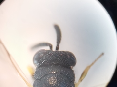 Brachymeria tibialis