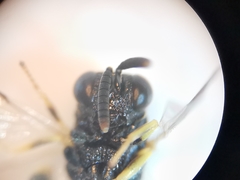 Brachymeria tibialis