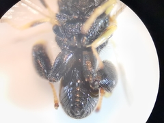 Brachymeria tibialis