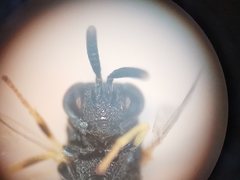 Brachymeria tibialis
