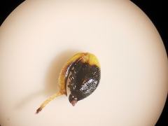 Brachymeria tibialis
