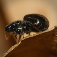 Harmochirus luculentus