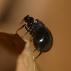 Harmochirus luculentus