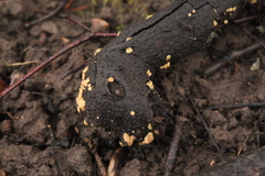 Hymenoscyphus calyculus