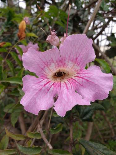 photo of Segmented Turret Bee (Melitoma segmentaria)