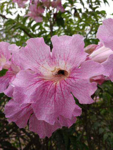 photo of Segmented Turret Bee (Melitoma segmentaria)