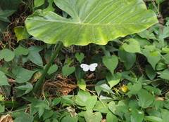 Leptosia nina niobe