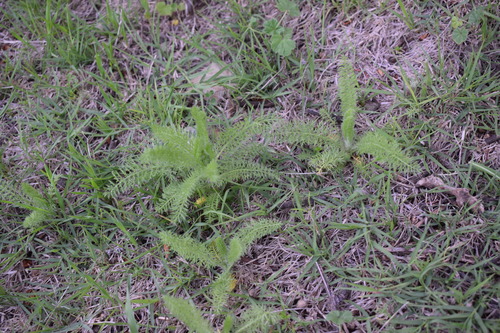 Achillea arabica