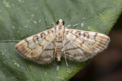 Tabidia