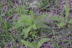 Achillea arabica