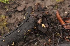 Hymenoscyphus calyculus