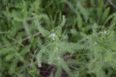 Achillea arabica