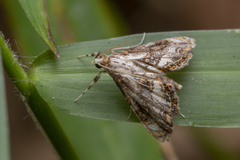 Paracataclysta fuscalis