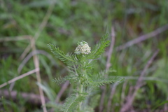 Achillea arabica