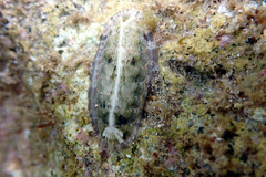 Ischnochiton subviridis