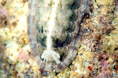 Ischnochiton subviridis
