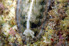 Ischnochiton subviridis