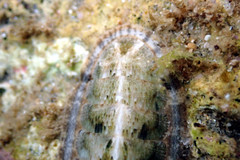 Ischnochiton subviridis