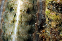 Ischnochiton subviridis