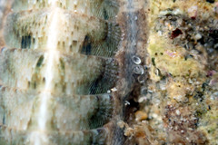 Ischnochiton subviridis