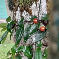Codonanthopsis