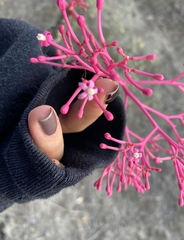 Vasconcellea parviflora