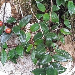 Codonanthopsis