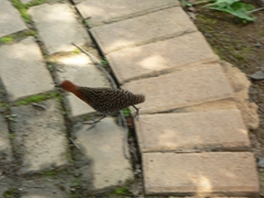 Sarothrura elegans