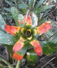 Guzmania gloriosa