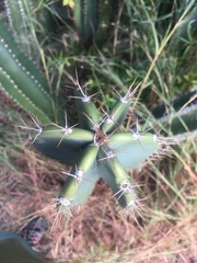 Cereus hexagonus image