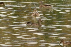 Anas platyrhynchos × acuta