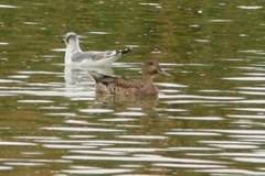 Anas platyrhynchos × acuta